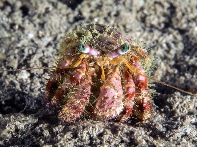 Sendero del Cangrejo

El “sendero del cangrejo” te lleva a una ruta a través de bosque seco y matorrales en camino a “El Morro”. Tendrás que escalar un camino en parte rocoso y desafiante para llegar a la cumbre de la meseta. Una vez allí, las vistas panorámicas se extenderán sobre el Atlántico y los cayos distantes de un lado y las fincas de Montecristi al otro. Haz esta aventura al atardecer para una vista aún más espectacular.