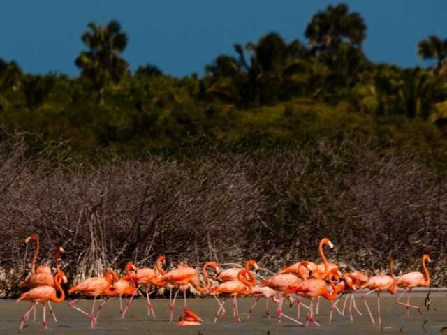 Laguna de Oviedo La Laguna de Oviedo es la laguna más grande del país y cuenta con un nivel de agua salada tres veces superior al del mar. Sus más de 10 kilómetros de longitud están rodeados de densos manglares y salpicados por 24 cayos donde podrás observar garzas blancas, reales y azules, playeros occidentales, gaviotas, espátulas rosadas, pelícanos, loros, y hermosos flamencos americanos. Las excursiones de una a tres horas a la Laguna de Oviedo se pueden reservar a través del centro de información del Ministerio de Medio Ambiente, situado fuera de la carretera principal de Oviedo. Debido a las altas temperaturas, el mejor momento para apreciar la vida silvestre en la laguna es durante las primeras horas de la mañana. Laguna de Oviedo La Laguna de Oviedo es la laguna más grande del país y cuenta con un nivel de agua salada tres veces superior al del mar. Sus más de 10 kilómetros de longitud están rodeados de densos manglares y salpicados por 24 cayos donde podrás observar garzas blancas, reales y azules, playeros occidentales, gaviotas, espátulas rosadas, pelícanos, loros, y hermosos flamencos americanos. Las excursiones de una a tres horas a la Laguna de Oviedo se pueden reservar a través del centro de información del Ministerio de Medio Ambiente, situado fuera de la carretera principal de Oviedo. Debido a las altas temperaturas, el mejor momento para apreciar la vida silvestre en la laguna es durante las primeras horas de la mañana.