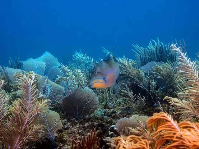 Catalinita La más pequeña de las islas justo al lado de la costa de Bayahíbe, Catalinita está ubicada en el Canal Catuano, es popular por sus aguas cristalinas durante todo el año, así como por su riqueza en corales y abundante vida marina. Rayas águila, tiburones y tortugas son solo unas cuantas de las especies encontradas en estás aguas poco profundas. También forma parte del Parque Nacional Cotubanamá y se puede combinar una visita con una excursión de buceo a la Isla Saona. Catalinita La más pequeña de las islas justo al lado de la costa de Bayahíbe, Catalinita está ubicada en el Canal Catuano, es popular por sus aguas cristalinas durante todo el año, así como por su riqueza en corales y abundante vida marina. Rayas águila, tiburones y tortugas son solo unas cuantas de las especies encontradas en estás aguas poco profundas. También forma parte del Parque Nacional Cotubanamá y se puede combinar una visita con una excursión de buceo a la Isla Saona.